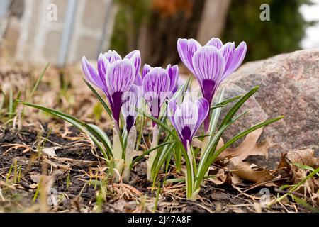 Eine Gruppe von lila und weiß gestreiften Krokusblüten, die an einem Frühlingstag im Freien blühen. Stockfoto