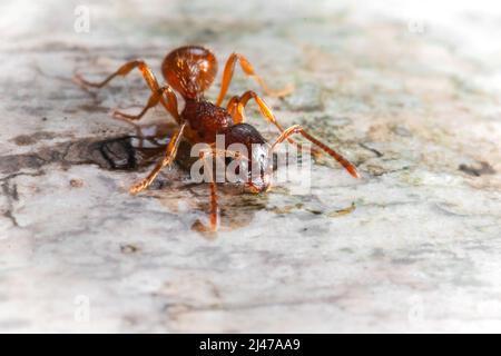 Rote Ameise (Formica sp) sammelt Wasser auf einem umgestürzten Baum in einem Suffolk-Wald Stockfoto