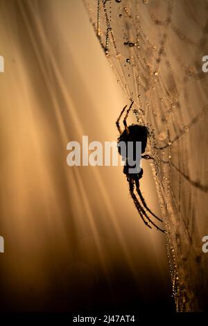 Makrofoto einer Tau bedeckten Spinne, die den Sonnenaufgang auf ihrem Netz fängt Stockfoto