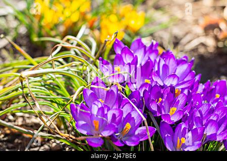 Blüte von Primeln. Frühlingsblüten von violetten Krokussen auf dem Hintergrund von Gras und Erde. Die Bestäubung der Pflanzen durch die Bienen, der Anfang Stockfoto