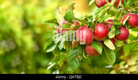 Rot, reif und fertig. Ein Apfel pro Tag hält den Arzt fern. Stockfoto