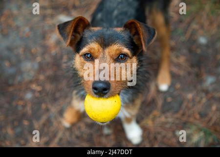 Junger schwarzer Kellerhund, Frontalansicht im Porträt, starrt mit seiner gelben Kugel im Mund auf die Kamera. Arbeitet am Gehorsam. Loyalität und Liebe. Kopys Stockfoto