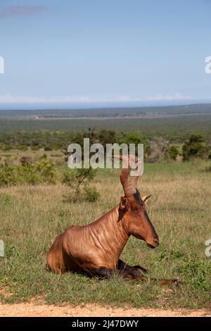 Ein Red Hartebeest, Alcelaphus buselaphus caama, auf dem Addo Elephant Reserve in nSüdafrika. Stockfoto
