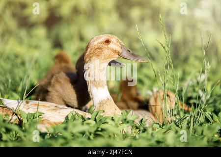 Indian Runner Ente und ihre Enten hocken im hohen Gras. Stockfoto