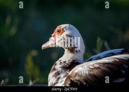 Porträt einer Moschusente von hinten, auf dunkelgrünem Hintergrund. Stockfoto