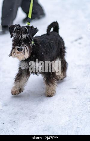 Miniatur Schnauzer Hundebart mini schwarz, am Nachmittag Portraittier für Stammbaum aus Welpentherapie, schwarzer Sport. Happy small doggy, Training Stockfoto