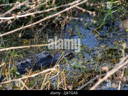 Ein Alligator lauert im Wasser. Stockfoto