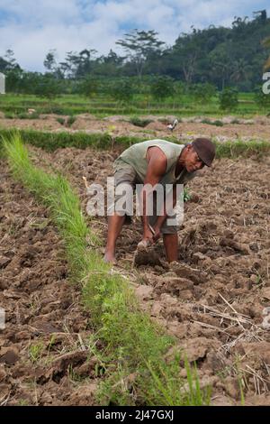 Borobudur, Java, Indonesien.  Landwirt hacken seines Fachs in der Vorbereitung für Pflanzung. Stockfoto