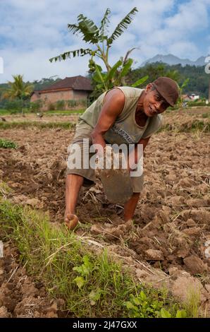 Borobudur, Java, Indonesien.  Landwirt hacken seines Fachs in der Vorbereitung für Pflanzung. Stockfoto