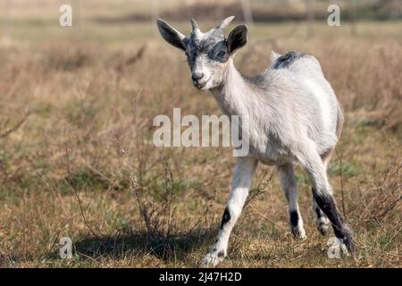 Der junge Ziegenling auf einer trockenen Sommerwiese ist bereit zum Laufen. Beige Ziege mit kleinen Hörnern im braunen Wiesenhintergrund. Stockfoto