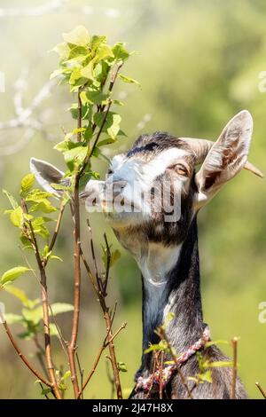 Vertikales Porträt einer Ziege von vorne, als sie versucht, frische Frühlingsbuschblätter zu essen. Stockfoto