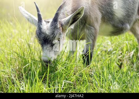 Sonnige Sommertag graue Ziege mit Hörnern frisst grünes Gras. Freilandziege grast auf einem kleinen ländlichen Bio-Milchviehbetrieb. Stockfoto