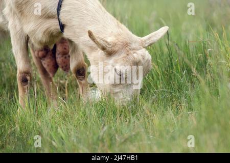 Beige Ziege grast auf einer grünen Wiese. Freilandziege grast auf einem kleinen ländlichen Bio-Milchviehbetrieb. Stockfoto