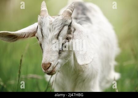 Weiße kleine Goatling in einem grünen Gras Hintergrund, ländliche Tierwelt Foto. Stockfoto