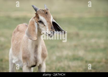 Charmantes Ziegenwild mit kleinen Hörnern, die auf dem Feld grasen. Stockfoto