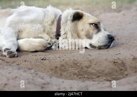 Asiatischer Schäferhund schläft friedlich auf dem Sandbett, nachdem er seinen eigenen Platz gegraben hat. Stockfoto