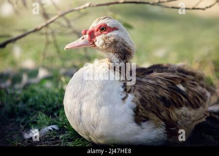 Braun-weißes, dickes, muskowiges Entenmännchen in Nahaufnahme. Die Moskauer Ente ist eine große Ente, die in Mexiko, Mittel- und Südamerika beheimatet ist Stockfoto