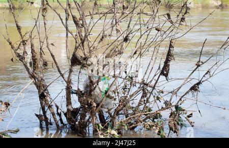 Die Mosel überflutete Teile der Stadt Trier, Klimawandel, Deutschland, im Wasser stehende Bäume, Umweltproblem, starke Regenfälle verursachen ris Stockfoto