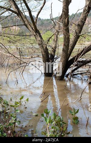 Die Mosel überflutete Teile der Stadt Trier, Klimawandel, Deutschland, im Wasser stehende Bäume, Umweltproblem, starke Regenfälle verursachen ris Stockfoto