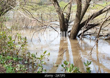 Die Mosel überflutete Teile der Stadt Trier, Klimawandel, Deutschland, im Wasser stehende Bäume, Umweltproblem, starke Regenfälle verursachen ris Stockfoto