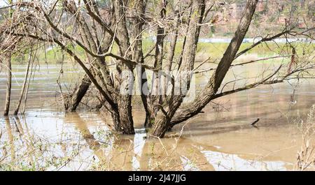 Die Mosel überflutete Teile der Stadt Trier, Klimawandel, Deutschland, im Wasser stehende Bäume, Umweltproblem, starke Regenfälle verursachen ris Stockfoto