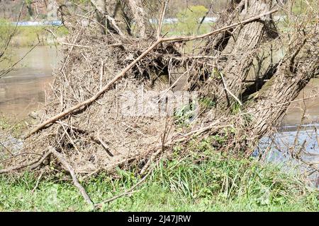 Die Mosel überflutete Teile der Stadt Trier, Klimawandel, Deutschland, im Wasser stehende Bäume, Umweltproblem, starke Regenfälle verursachen ris Stockfoto