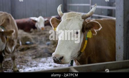 Nahaufnahme einer Kuh auf einem Bauernhof. Portrait der häuslichen schönen Kuh, die im Stall auf dem Bauernhof steht. Stockfoto