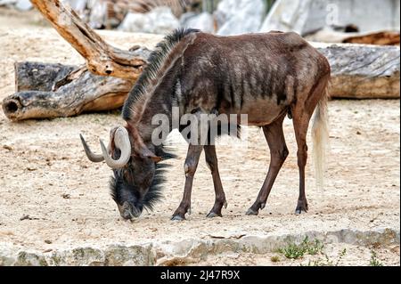 Weißschwanziger Gnus, Connochaetes gnou, Wandern und im Sand auf Nahrungssuche Stockfoto