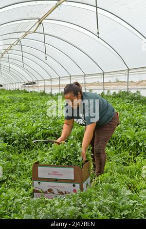 Weibliche Arbeiterin erntet chinesisches Gemüse „Tong Hao“ im Gewächshaus, auch Crown Daisy, Garland Daisy genannt. Stockfoto