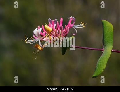 Lonicera etrusca Superba oder Lonicera japonica bekannt als Pink Japanese Honeysuckle flacher Fokus mit Bokeh-Effekt im Hintergrund. Stockfoto