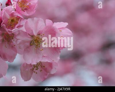 Makro der japanischen Kirschbaumblüten Stockfoto