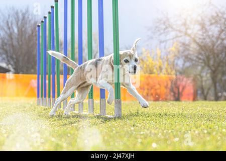 Agilität mit kleinen Hunden: Ein Beagle-Hund, der Agility Slalo beherrscht Stockfoto