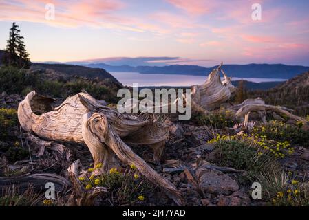 Ein abfallend Wacholderbaum sitzt über Lake Tahoe, Kalifornien. Stockfoto