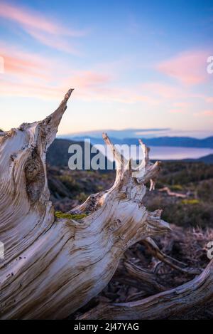 Ein abfallend Wacholderbaum sitzt über Lake Tahoe, Kalifornien. Stockfoto