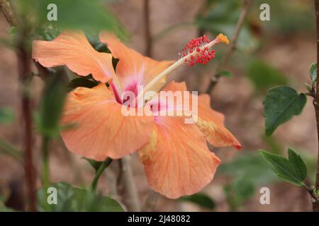 Nahaufnahme einer orangefarbenen Hibiskusblüte in einem Garten in Gilbert, Arizona. Stockfoto