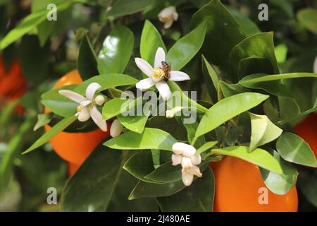 Nahaufnahme einer Orangen- oder Citrus-reticulata-Blüte mit einer Honigbiene, die sich in einem Obstgarten in Gilbert, Arizona, ernährt. Stockfoto