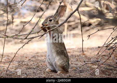 Wüstencottontail oder Sylvilagus audubonii, die auf einigen Zweigen der Wasserfarm in Arizona aufziehen, um sich zu ernähren. Stockfoto