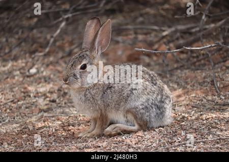 Wüstencottontail oder Sylvilagus audubonii auf der Wasserfarm am Süduland in Arizona. Stockfoto