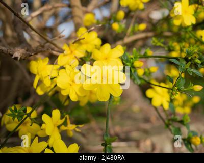Dekorative gelbe Blüten mit grünen und braunen Blättern bei Sonnenaufgang im Frühjahr. Stockfoto
