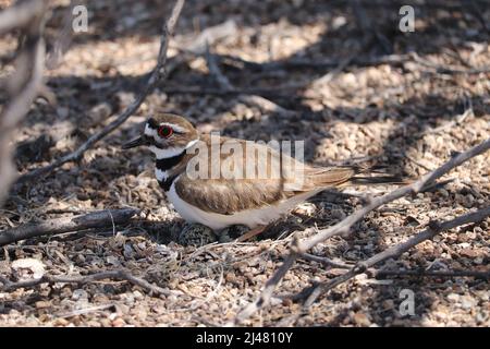 Killdeer oder Charadrius vociferus in einem Nest brüten Eier auf der Uferfarm in Arizona. Stockfoto