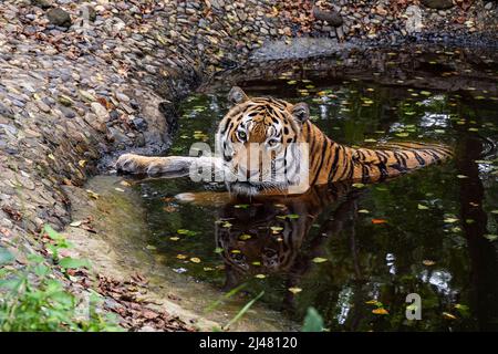 Sibirischer oder Amuriger Tiger mit schwarzen Streifen. Ein lebensgroßes Porträt, das nach vorne blickt. Nahaufnahme im Hintergrund. Wilde Tiere beobachten, große Katze Stockfoto