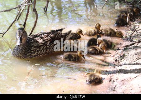 Weibliche Stockente oder Anas platyrhynchos mit Entchen schwimmen in einem flachen Teich auf der Uferfarm in Arizona. Stockfoto