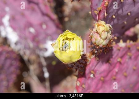 Nahaufnahme einer teilweise geöffneten gelben Santa Rita Kaktusbirne oder Opuntia gosseliniana mit einer nährenden Blattbiene. Stockfoto