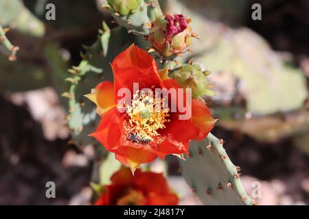 Rote Kaktusbirne oder opuntia blühen mit einer nährenden Blattbiene im Veterans Oasis Park in Arizona. Stockfoto