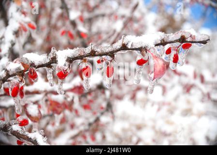 Gefrorene Berberbeeren, die an einem Wintertag in Schnee und Eis an einem Ast hängen Stockfoto