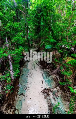 Der Wanggoolba Creek mit seinem kristallklaren Wasser windet sich durch das Regenwald-Tal in der Nähe der Central Station auf Fraser Island, Queensland, Australien Stockfoto