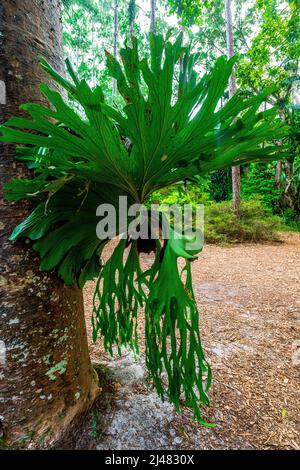 Staghorn Farn, Platycerium superbum, Epiphyt auf einem Baum im Regenwald an der Central Station auf Fraser Island, Queensland, Australien Stockfoto