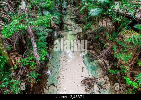 Der Wanggoolba Creek mit seinem kristallklaren Wasser windet sich durch das Regenwald-Tal in der Nähe der Central Station auf Fraser Island, Queensland, Australien Stockfoto