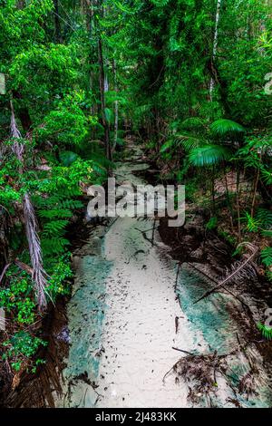 Der Wanggoolba Creek mit seinem kristallklaren Wasser windet sich durch das Regenwald-Tal in der Nähe der Central Station auf Fraser Island, Queensland, Australien Stockfoto