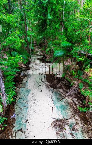 Der Wanggoolba Creek mit seinem kristallklaren Wasser windet sich durch das Regenwald-Tal in der Nähe der Central Station auf Fraser Island, Queensland, Australien Stockfoto